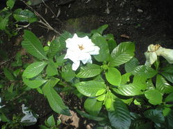 2010年7月1日山下公園のクチナシ
