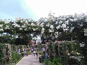 2018-5-16大佛次郎記念館前