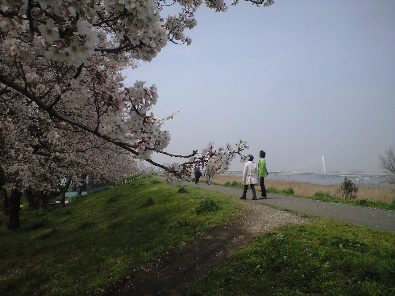 大師橋右岸堤防桜並木 川崎大師界わい コガネムシのつぶやき