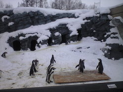 2010年2月8日ペンギン