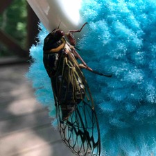 IMG_9768