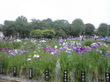 2009年6月4日堀切菖蒲園