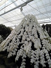 2018-2-26ミステリーツアー ハーブ園