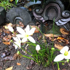 IMG_0001