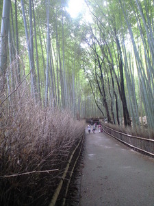 2010年9月16日嵯峨竹の道