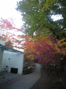 2010年11月6日小山敬三美術館ピンクの葉