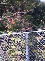 2006Nov29りす