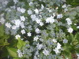 2009年6月9日紫陽花1