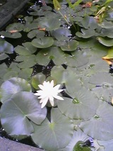 2007AUG24water-lily