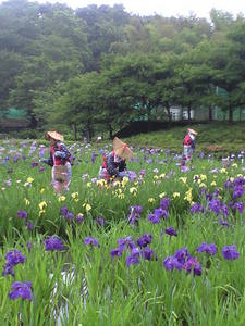2010年6月15日横須賀菖蒲園6