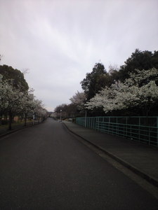 2010年3月末日桜並木inキャンパス