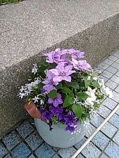 2018-5-16 スペイン風広場の 鉄扇