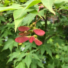 IMG_0029