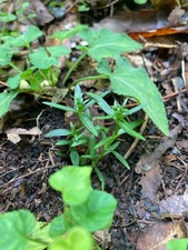 FBEC219F-2C4D-4E1C-9A7B-179F52F5FD98