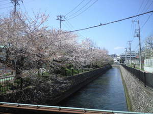 2010年4月8日小泉桜