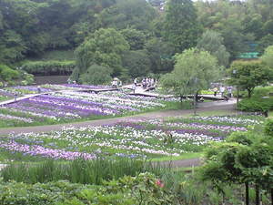 2010年6月15日横須賀菖蒲園7