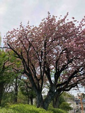 726A8FD7-EC6C-418D-9D63-2E0A4243DCC3