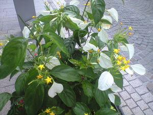 2010年7月1日モトマチの花