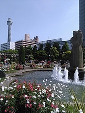 山下公園のバラとマリンタワー