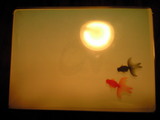 2009年6月10日メビウスジャケット金魚