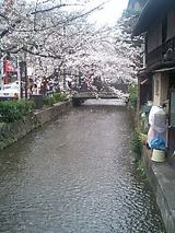 2007april6息子から京都の桜