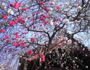 2010年3月30日源平桜