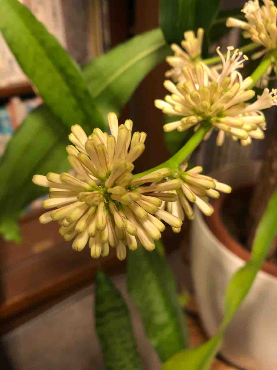 ドラセナ 幸福の木 の花が咲きました コガネムシのつぶやき