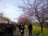 2009年2月19日河津桜1
