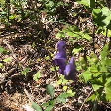 IMG_5714