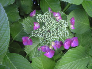 2010年6月6日紫陽花パープルがく紫陽花