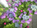 2009年6月9日紫陽花2