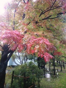 2011年10月07日余市工場ナナカマド
