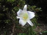 2008年8月24日山ゆり