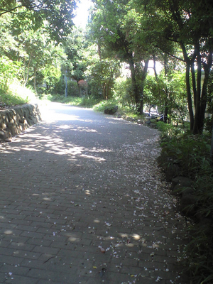 2009年8月25日百日紅の道