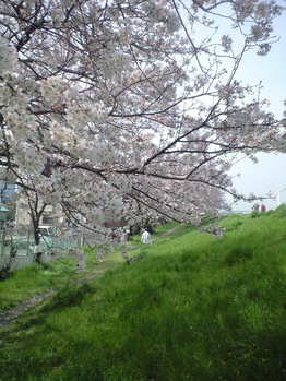 2010年4月6日多摩川右岸土手2