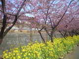 2009年2月19日河津桜2