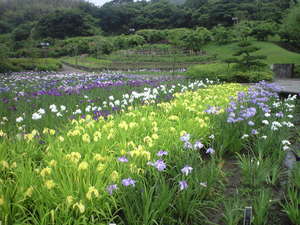 2010年6月15日横須賀菖蒲園4