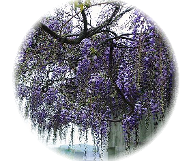 2006年4月23日 藤の花