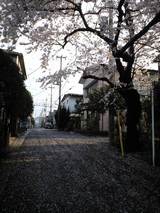 2008MARCH31桜散る