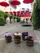 IMG_4604
