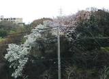 向かいの山の桜