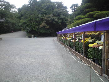 2009年10月24日泉湧寺菊花展