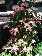 IMG_20170603_111543