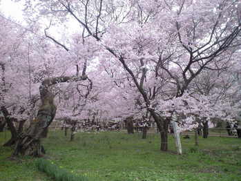 2010年4月11日高遠城址公園1