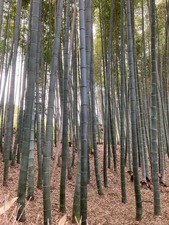 ED547387-1EC7-493F-A7B5-63D078D74828