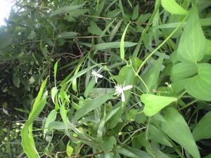 2009年9月4日ツル科の白い花