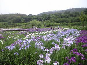 2010年6月15日横須賀菖蒲園1