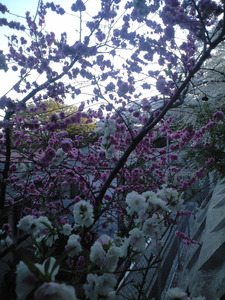 2011年4月13日源平桃と桜