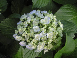 2010年6月6日紫陽花白丸い花びら