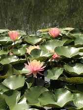 IMG_0219